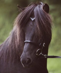 Alternative view of Nordic Horse Huvudlag V-format med 5 Vita Stenar