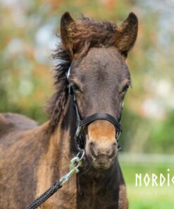 Alternative view of Nordic Horse Fölgrimma med lining Svart